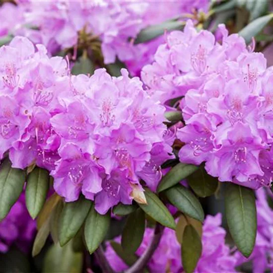 Rhododendron (Cat. Gruppe) 'Roseum Elegans'