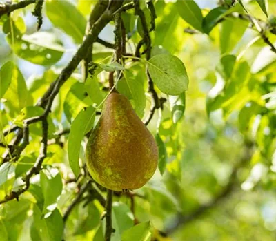 Pyrus (Birne) 'Kaiser Alexander (Bosc's)'