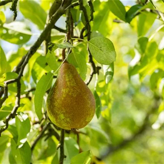 Pyrus (Birne) 'Kaiser Alexander (Bosc's)'