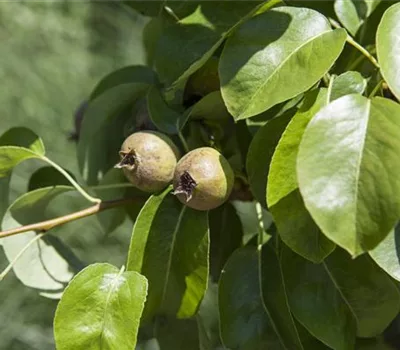 Pyrus (Birne) 'Decora'