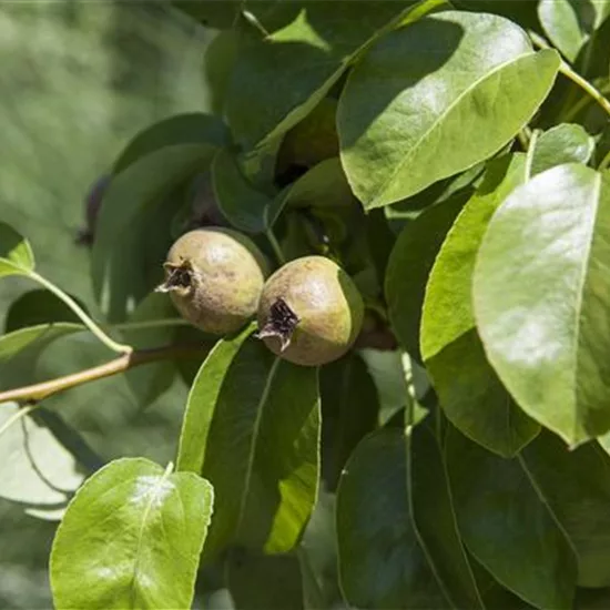 Pyrus (Birne) 'Decora'