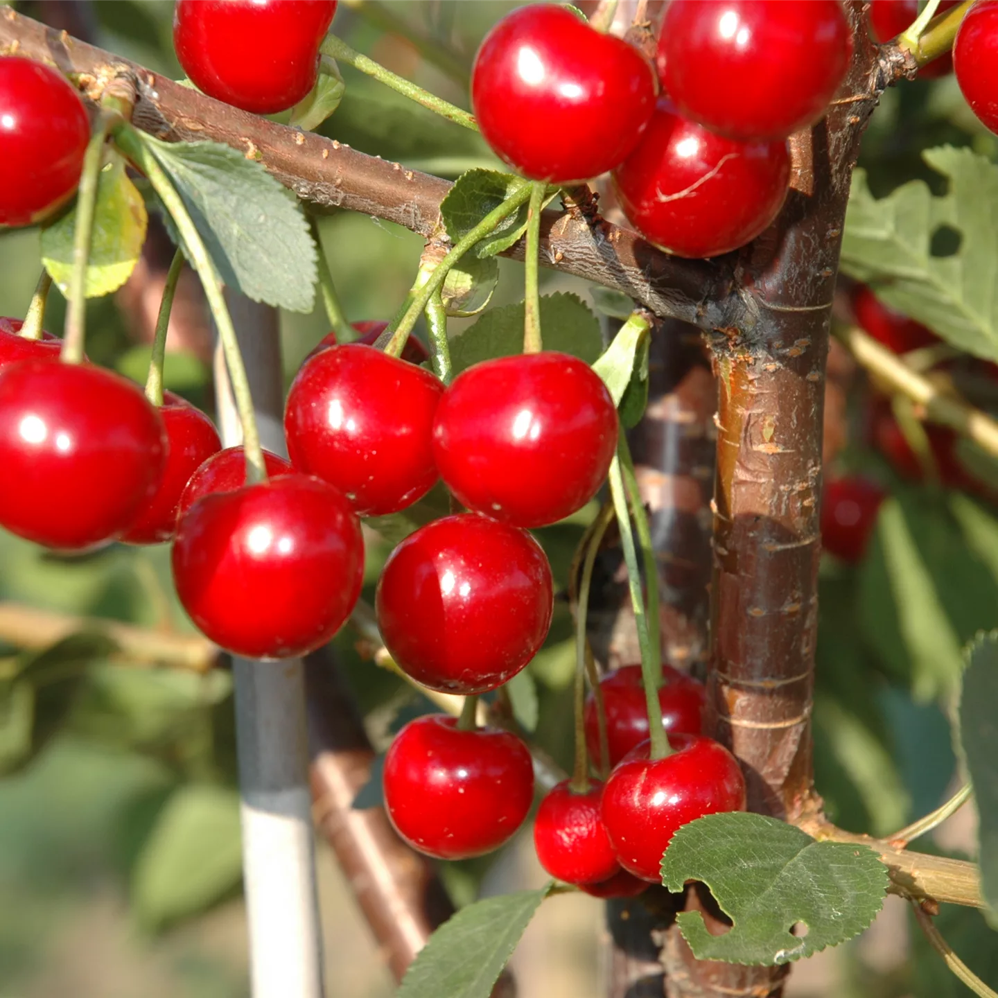 Prunus (Weichsel) 'Hallauer Aemli'