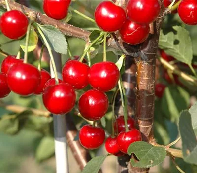 Prunus (Weichsel) 'Hallauer Aemli'