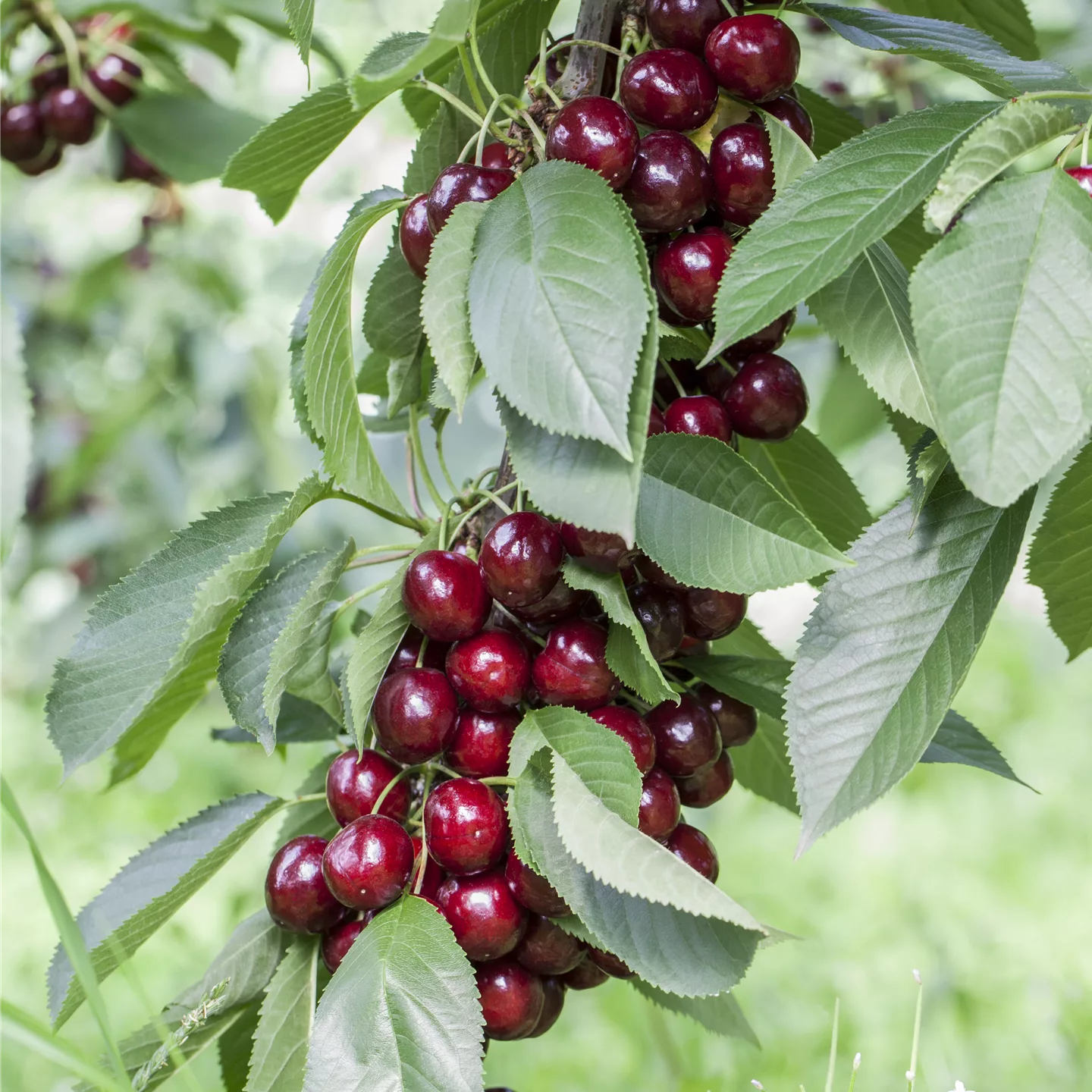 Prunus (Kirsche) 'Lapins'