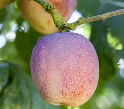 Prunus (Pflaume) 'Belle de Paris'