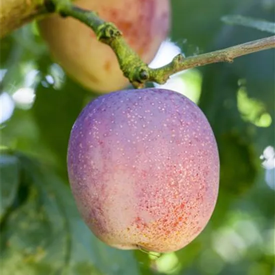 Prunus (Pflaume) 'Belle de Paris'