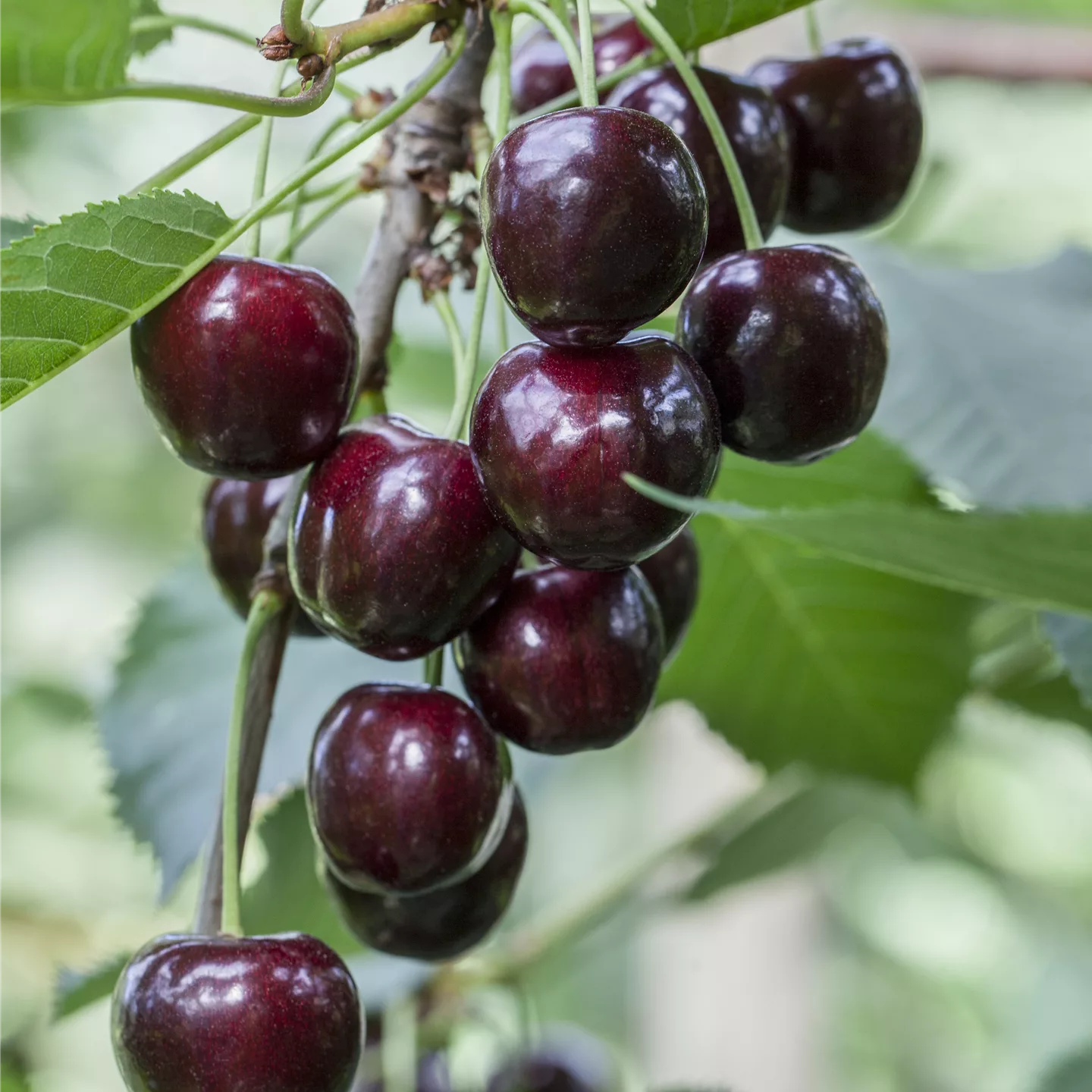 Prunus (Kirsche) 'Regina'