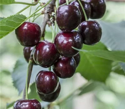 Prunus (Kirsche) 'Regina'