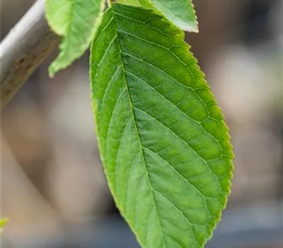 Prunus (Kirsche) 'Magda'