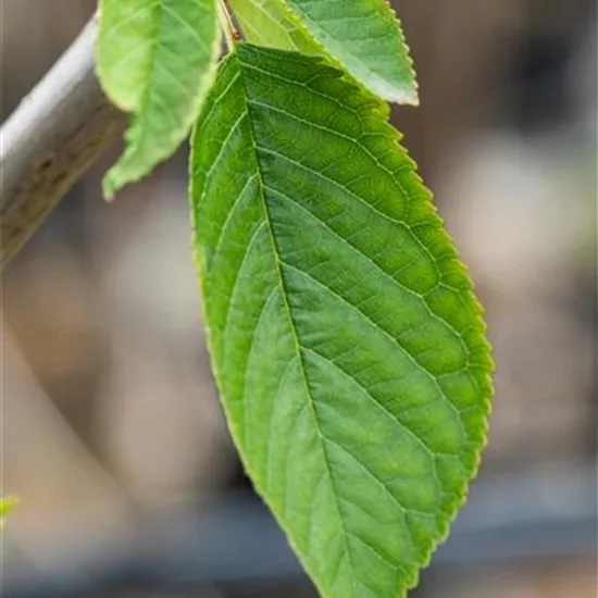 Prunus (Kirsche) 'Magda'