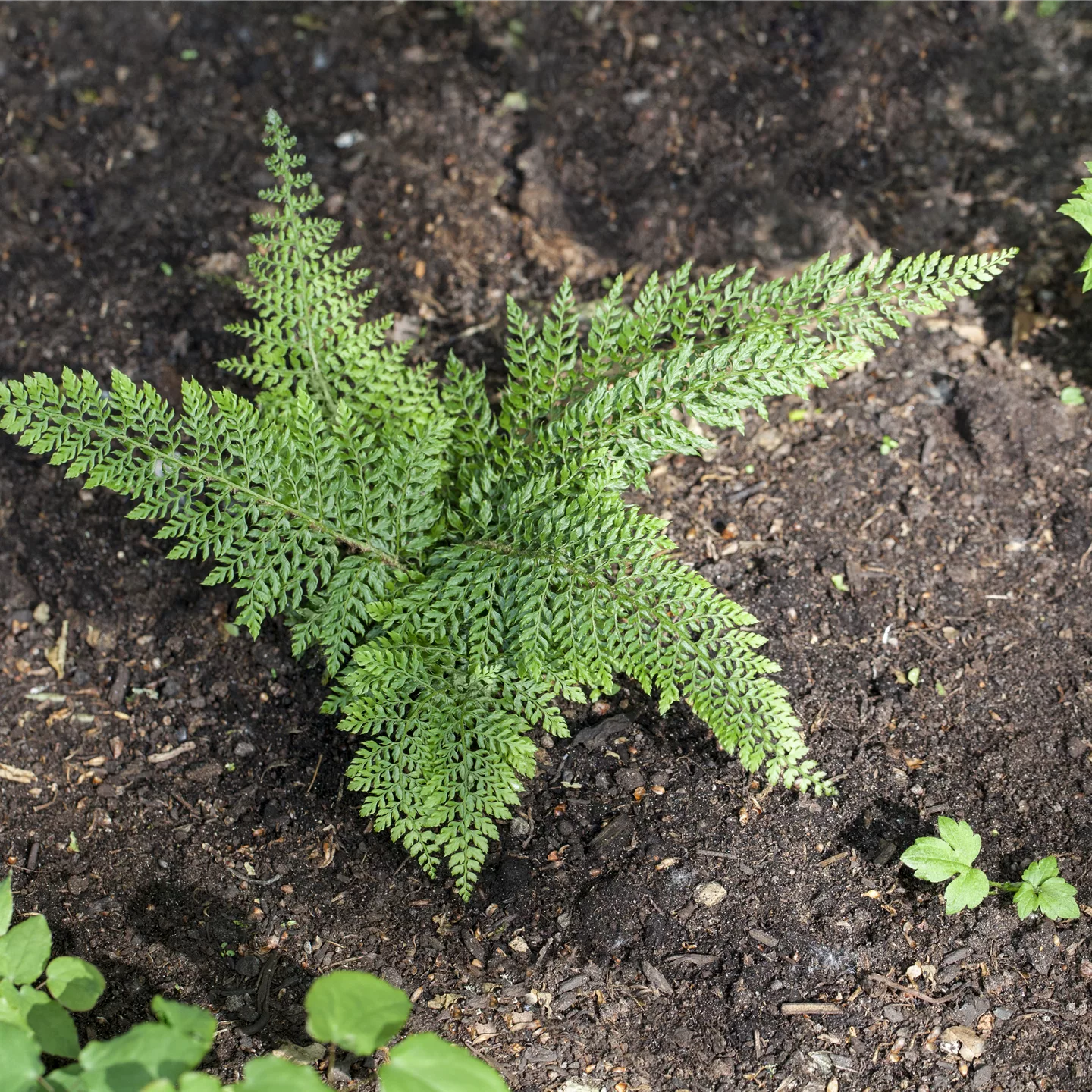 Polystichum setiferum 'Herrenhausen'