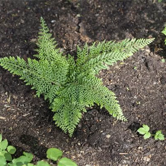 Polystichum setiferum 'Herrenhausen'