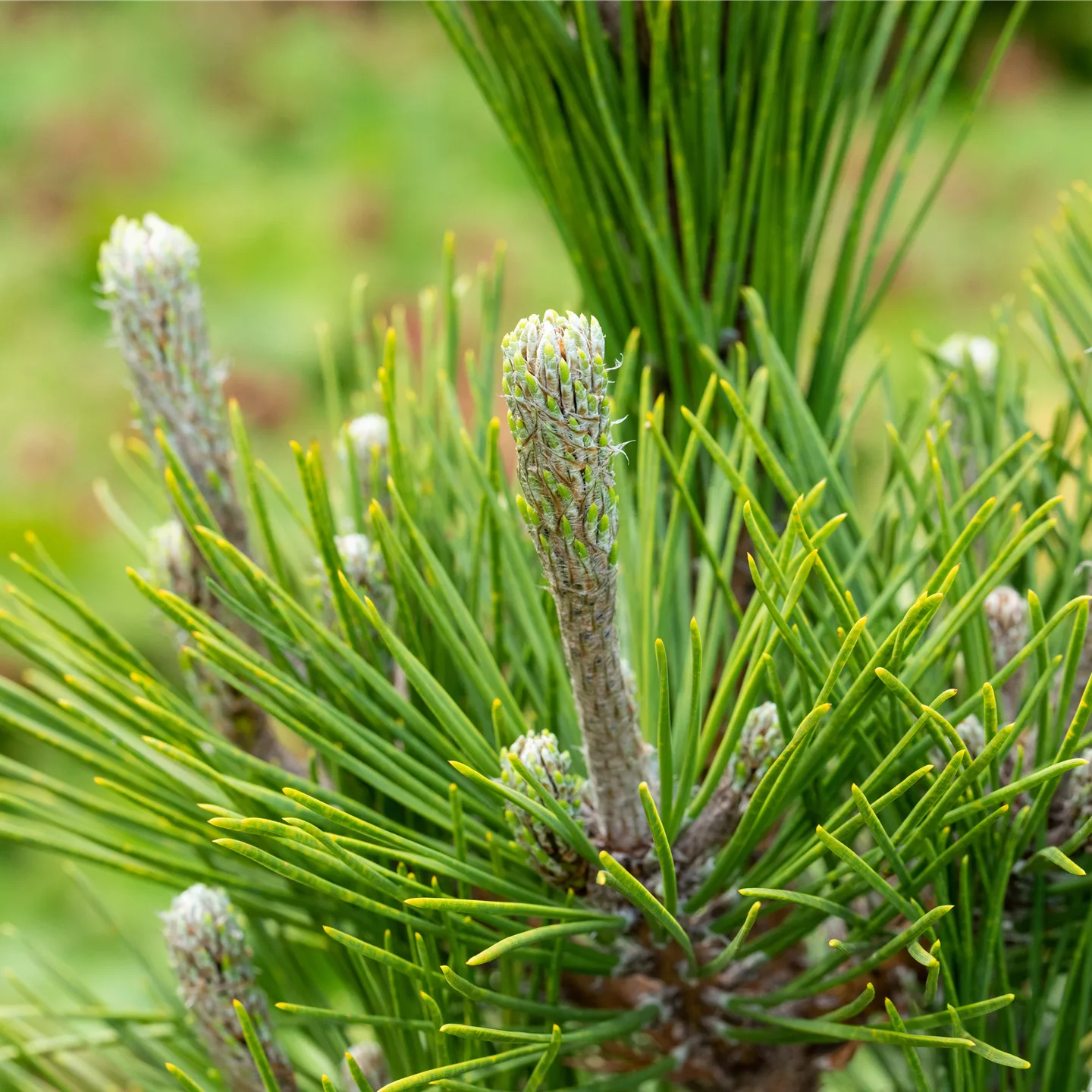 Pinus thunbergii 'Maijima'