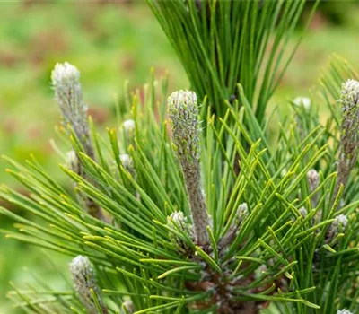 Pinus thunbergii 'Maijima'