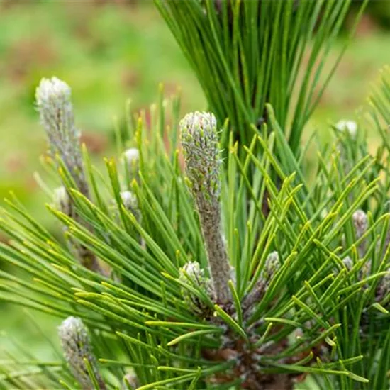 Pinus thunbergii 'Maijima'