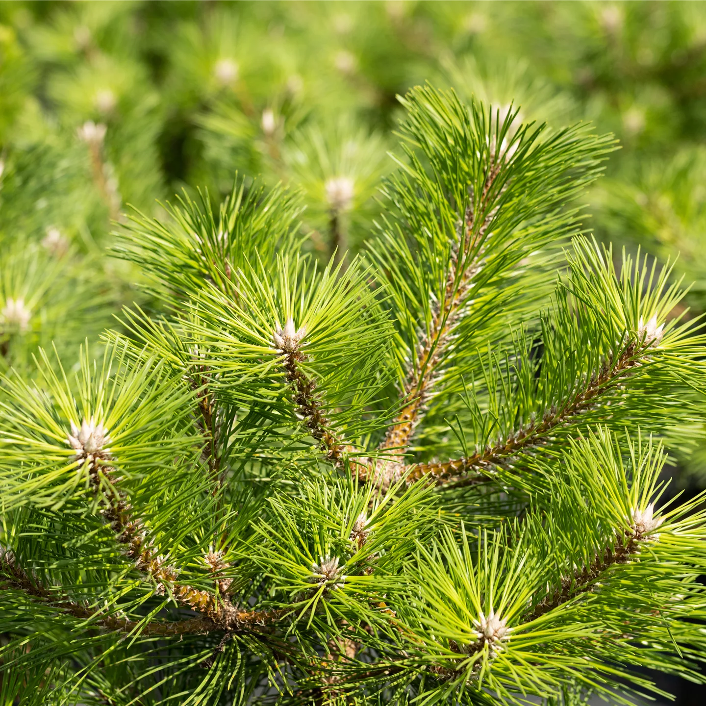 Pinus thunbergii 'Banshosho'