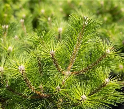 Pinus thunbergii 'Banshosho'