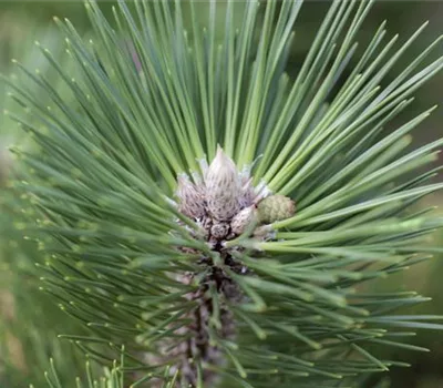 Pinus thunbergii