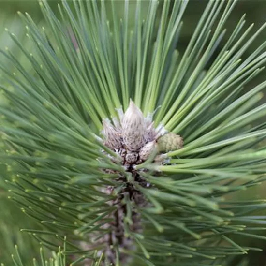 Pinus thunbergii