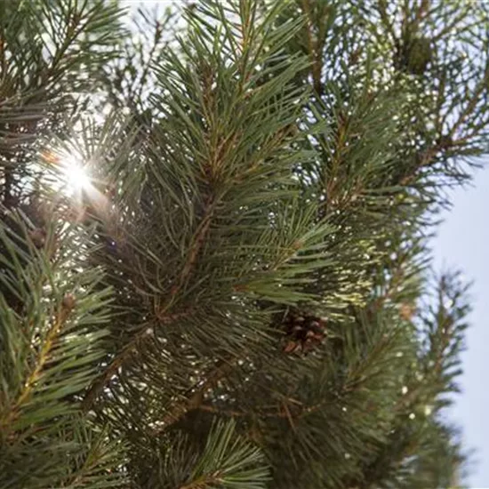 Pinus sylvestris 'Norska'