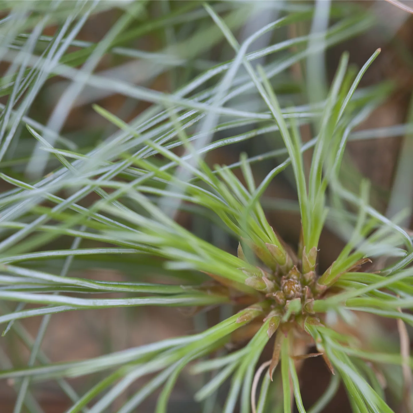 Pinus strobus 'Sea Urchin'