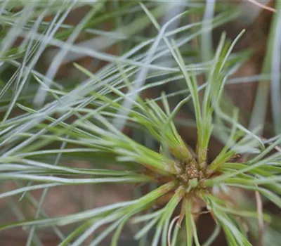 Pinus strobus 'Sea Urchin'