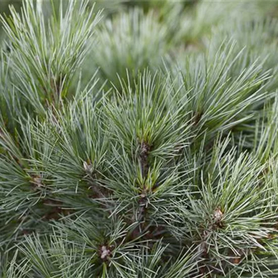 Pinus strobus 'Radiata'