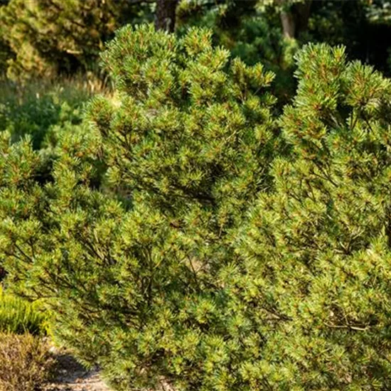 Pinus strobus 'Krügers Lilliput'