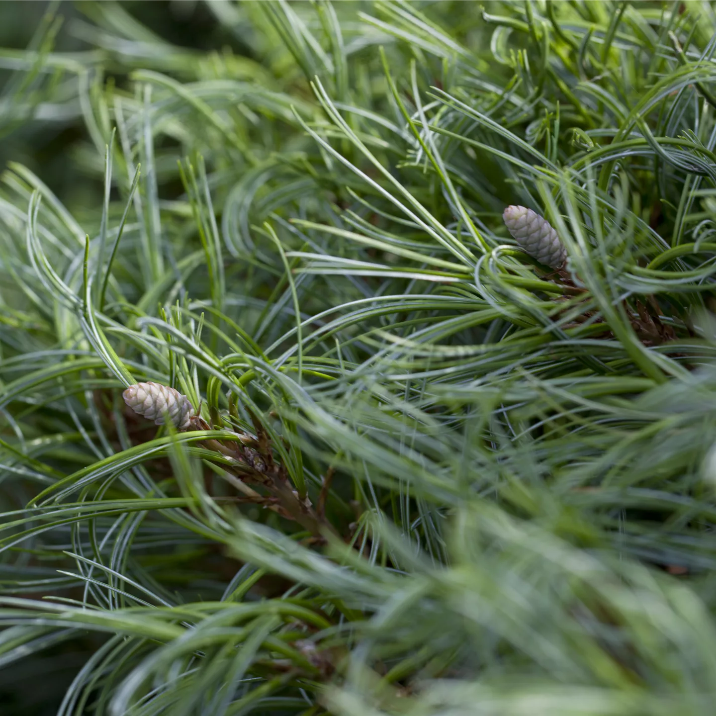 Pinus strobus 'Green Curls'