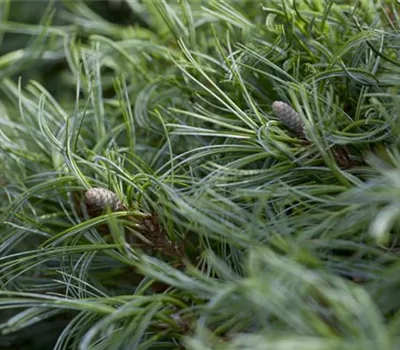 Pinus strobus 'Green Curls'