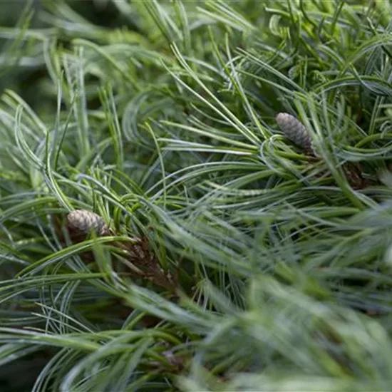 Pinus strobus 'Green Curls'