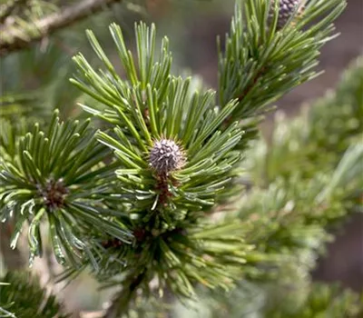 Pinus aristata 'Sherwood Compact'