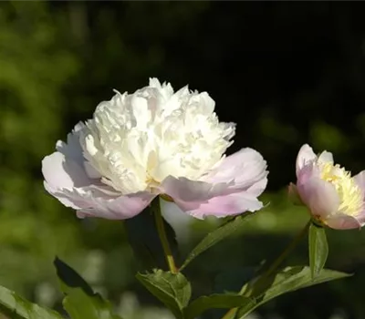 Paeonia (Lactiflora-Gruppe) 'Bowl of Beauty'