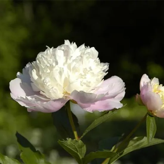 Paeonia (Lactiflora-Gruppe) 'Bowl of Beauty'