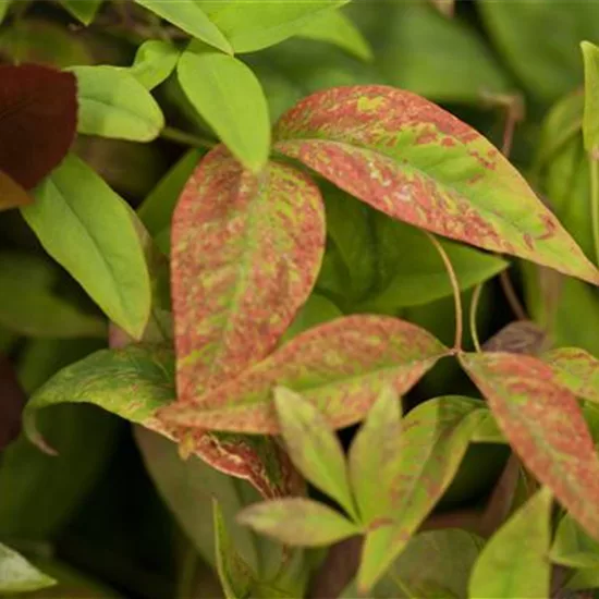 Nandina domestica 'Fire Power'