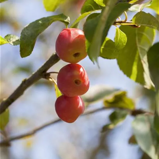 Malus 'Red Sentinel'