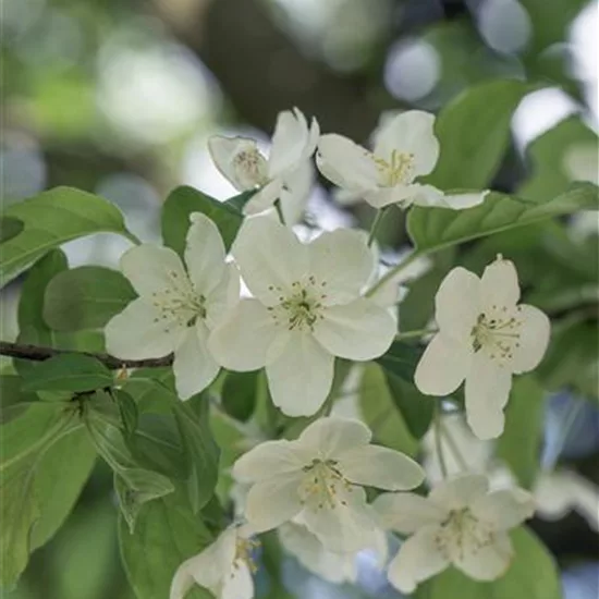 Malus 'Professor Sprenger'