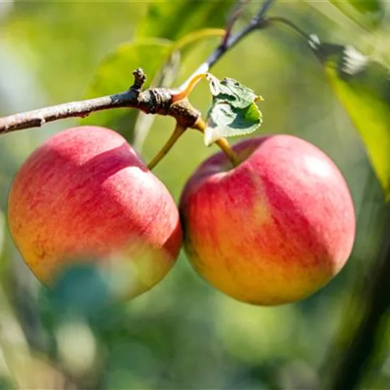 Malus (Apfel) 'Topaz'