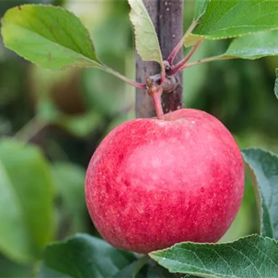 Malus (Apfel) 'Royal Gala'