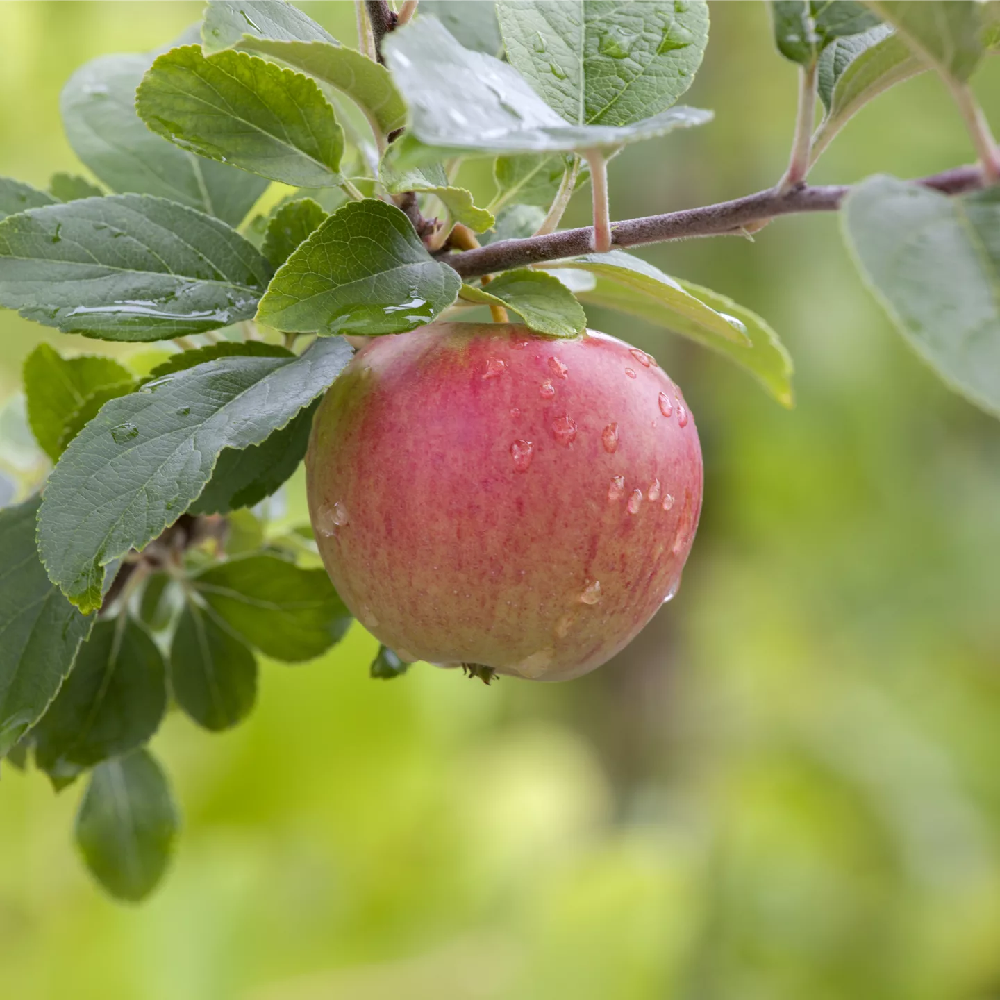 Malus (Apfel) 'Ladina'