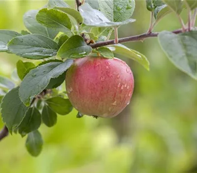 Malus (Apfel) 'Ladina'