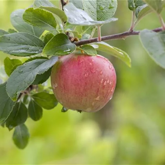 Malus (Apfel) 'Ladina'