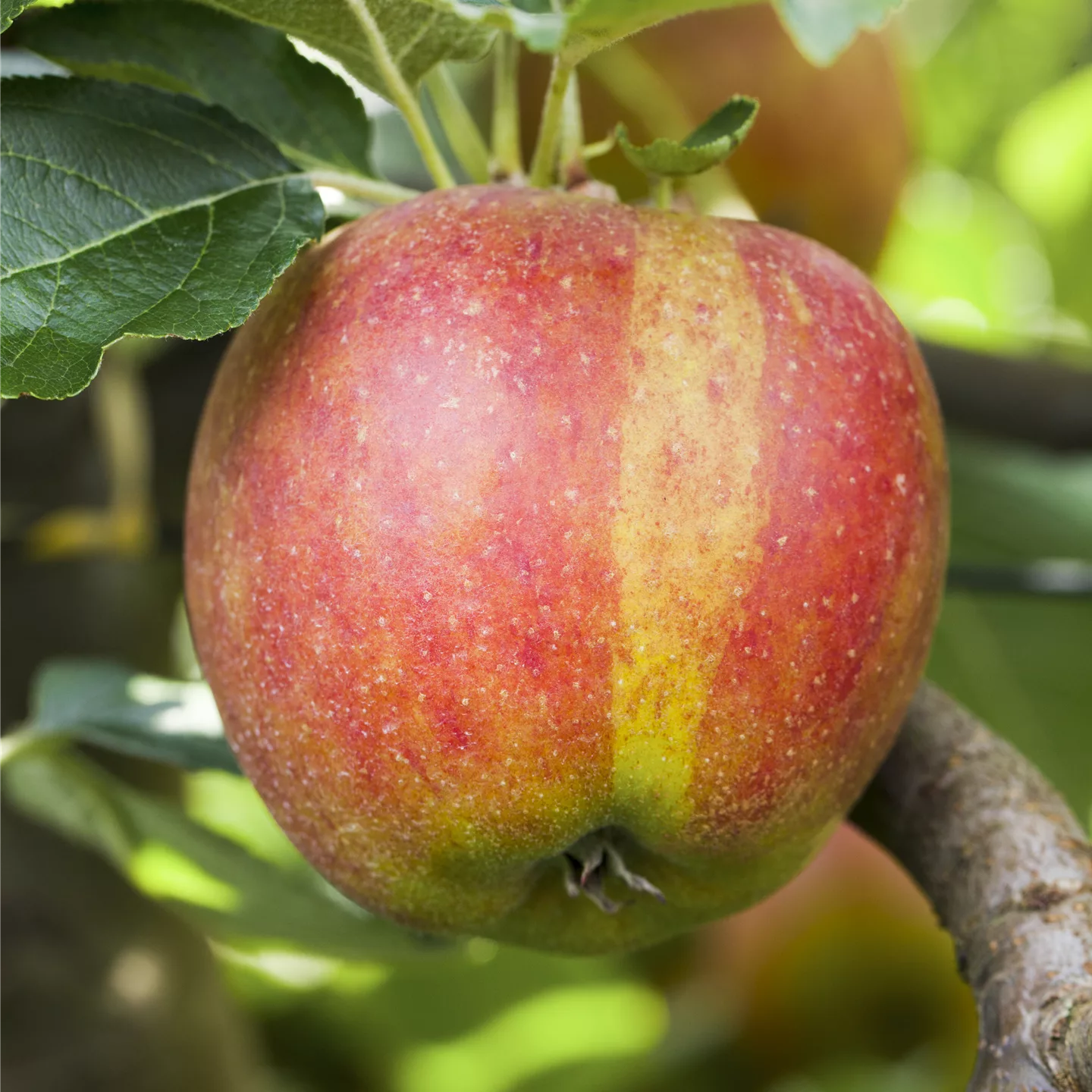 Malus (Apfel) 'Karneval'