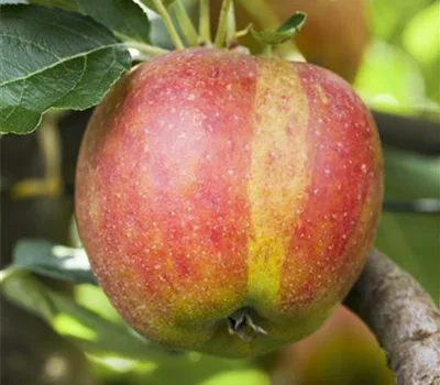 Malus (Apfel) 'Karneval'