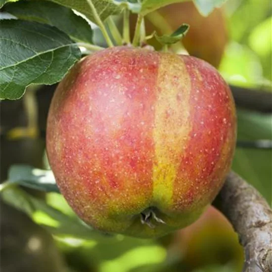 Malus (Apfel) 'Karneval'