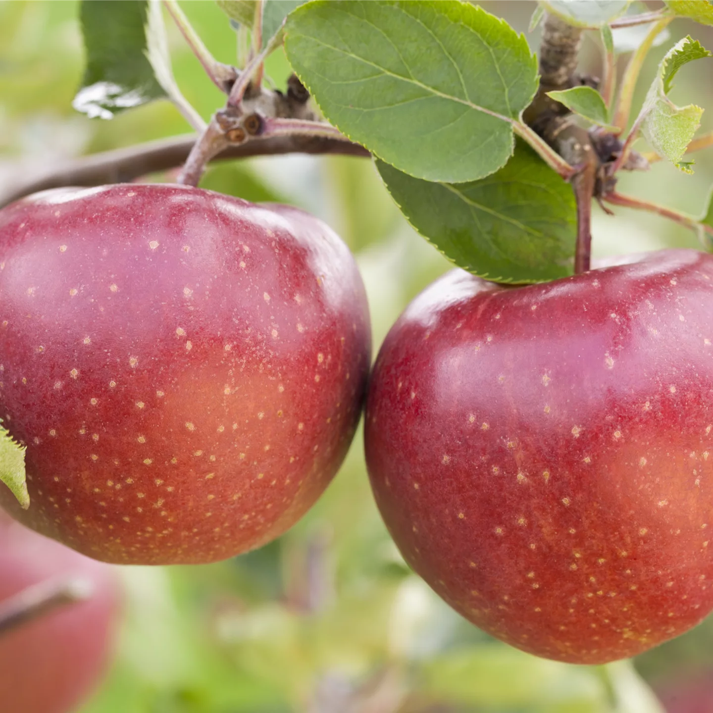 Malus (Apfel) 'Jonagold'