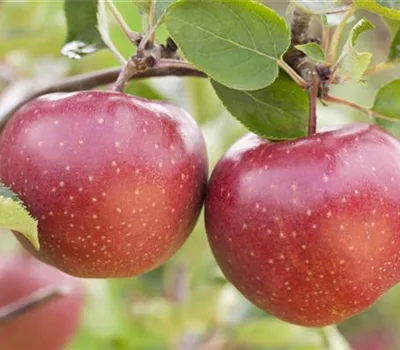 Malus (Apfel) 'Jonagold'