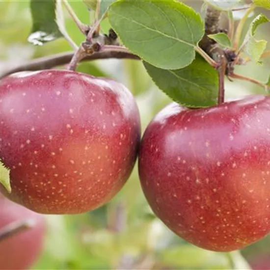 Malus (Apfel) 'Jonagold'