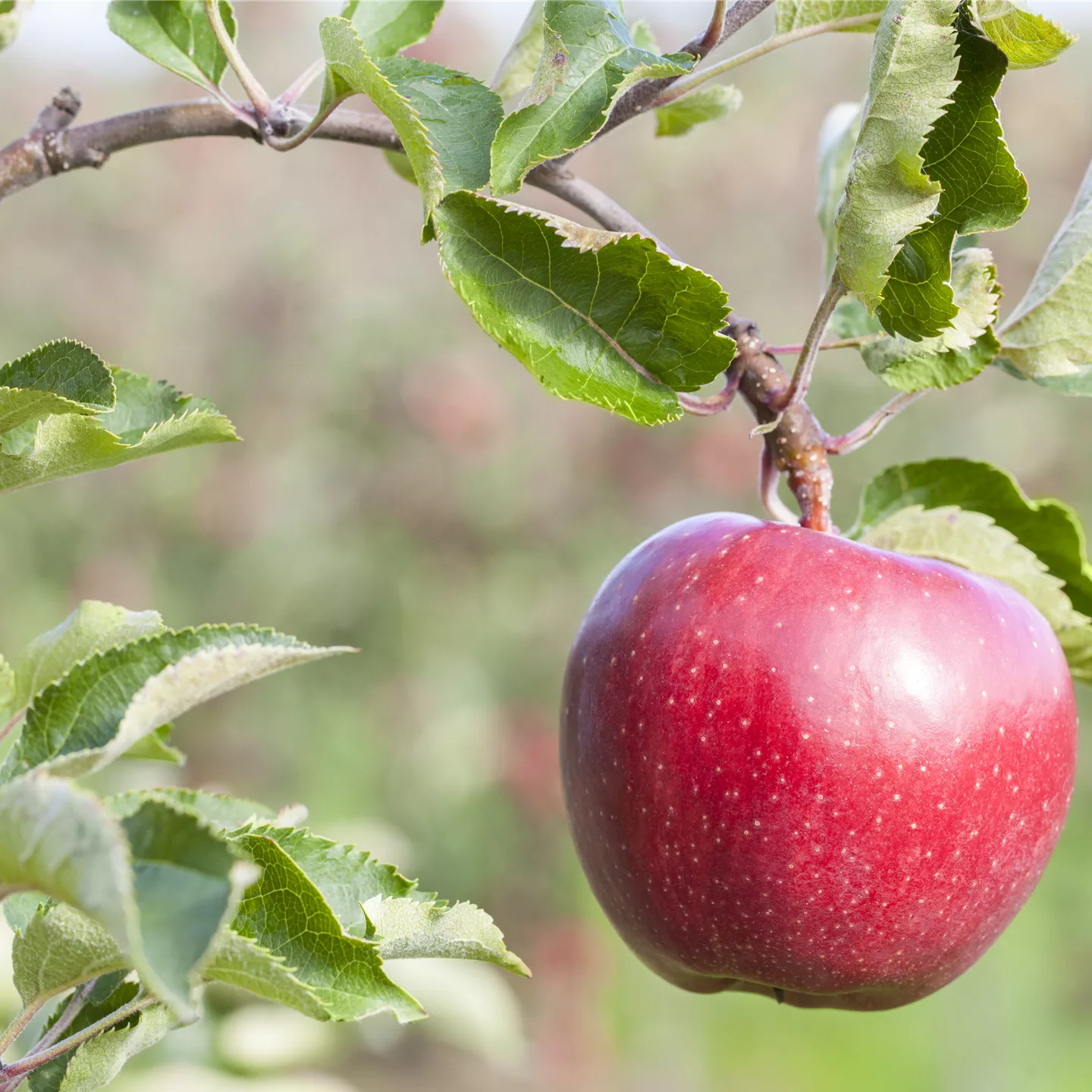 Malus (Apfel) 'Galiwa CH 101'