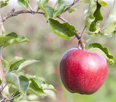 Malus (Apfel) 'Galiwa CH 101'